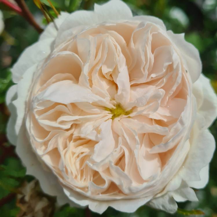 Rosa 'Macmillan Nurse', Rose 'Macmillan Nurse' - uploaded by @DeborahBanks