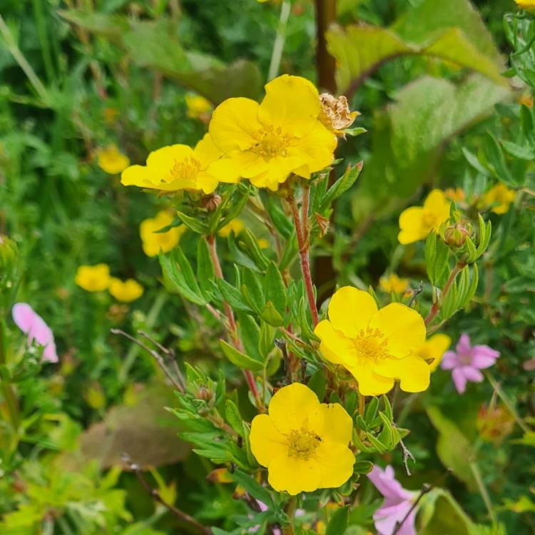 Plant image Potentilla fruticosa