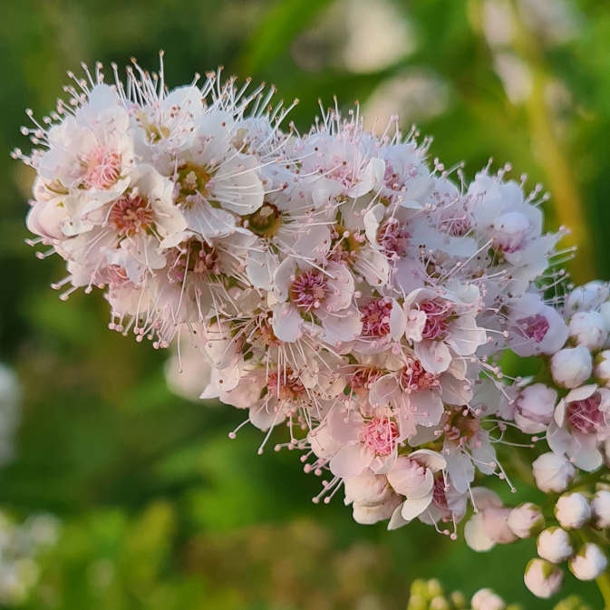 Filipendula ulmaria syn. Spiraea ulmaria, Meadowsweet - uploaded by ...