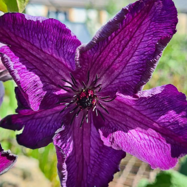 Plant image Clematis 'Super Nova'