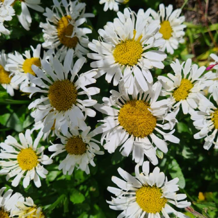 Plant image Leucanthemum x superbum 'Lacrosse'