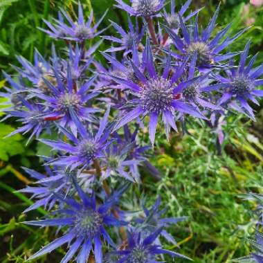 Sea Holly 'Picos Blue'