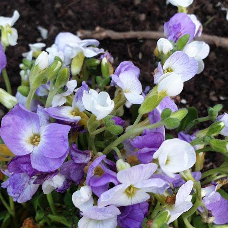 Plant image Aubrieta 'Audelpur' (Axcent Series) syn. Aubrieta 'Axcent Deep Purple'