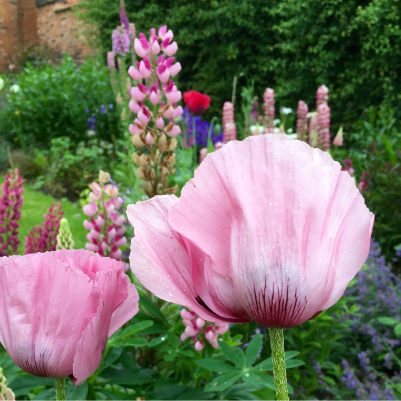 Plant image Papaver orientale 'Carneum'