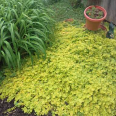 Creeping Jenny