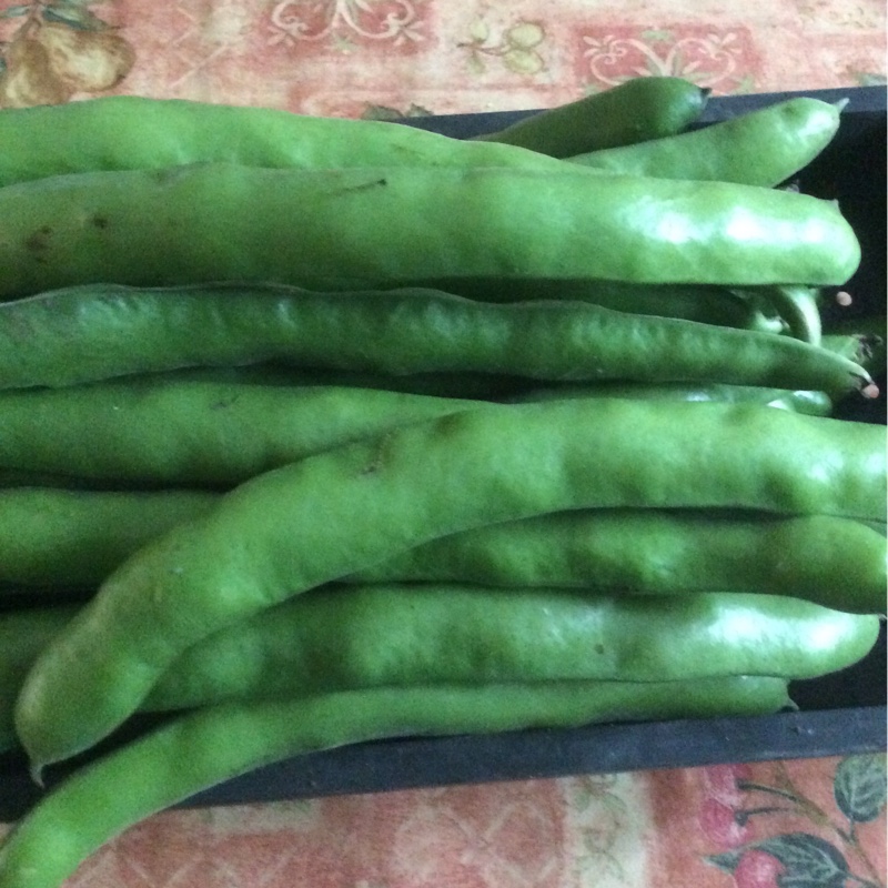 Broad Bean 'Aquadulce Claudia'