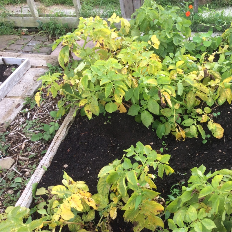 Plant image Solanum tuberosum 'Maris Bard'