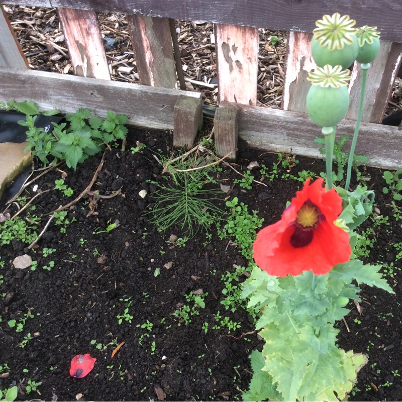 Opium Poppy