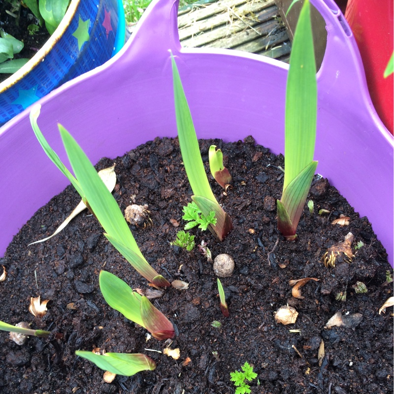 Plant image Gladiolus 'Alpha'