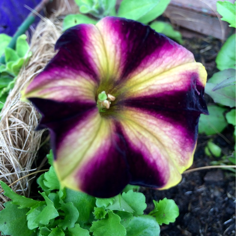 Plant image Petunia 'Frenzy Mix'