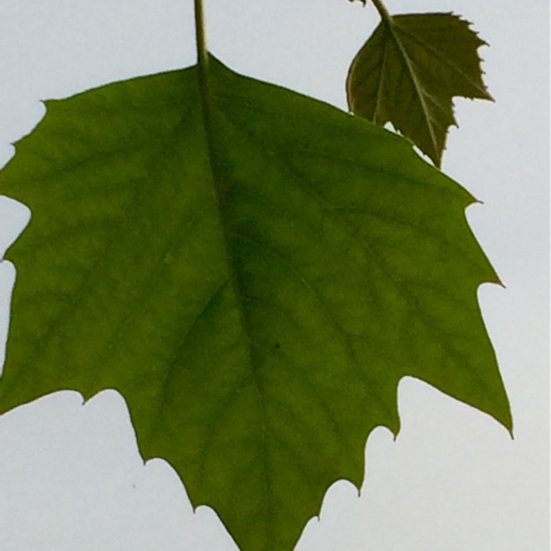 Plant image Platanus x acerifolia syn. Platanus x hispanica ; Platanus x hybrida