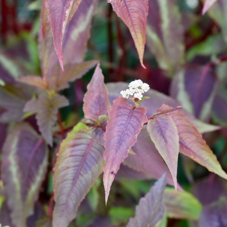 Persicaria microcephala 'Red Dragon', Red Dragon Fleece Flower ...