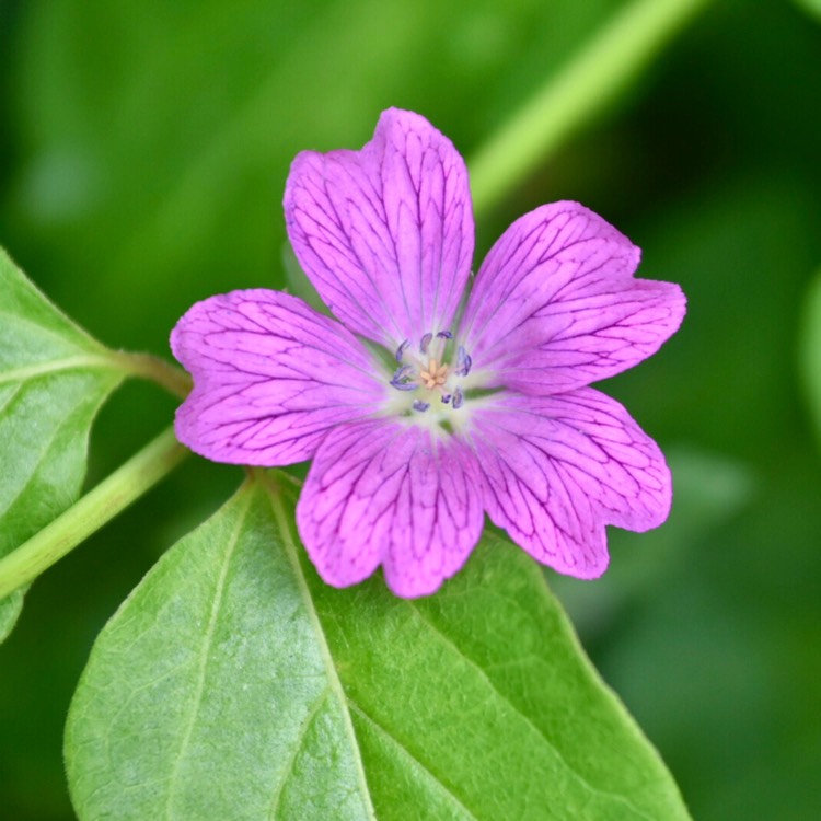 Plant image Geranium 'Khan'