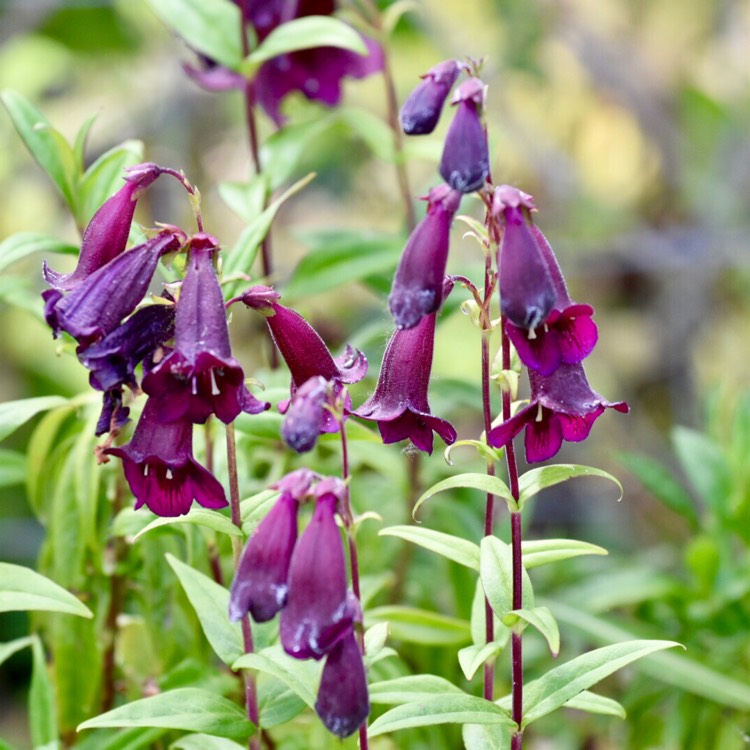 Plant image Penstemon 'Pensham Plum Jerkin'