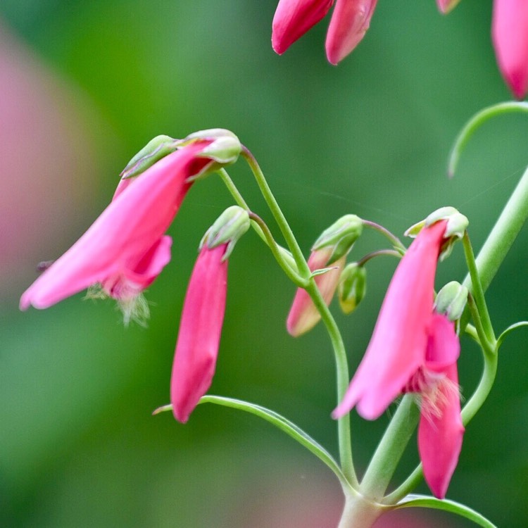 Plant image Penstemon 'Hidcote Pink'