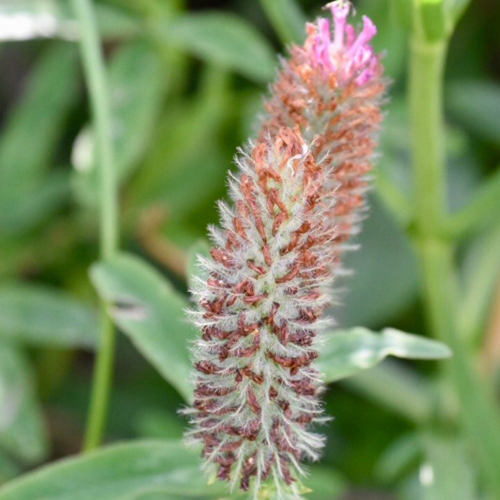 Plant image Trifolium repens 'Isabella'