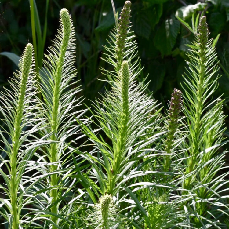 Plant image Liatris spicata 'Kobold'