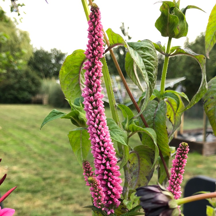 Plant image Veronica longifolia 'Allkiss' syn. Veronica longifolia 'First Kiss'