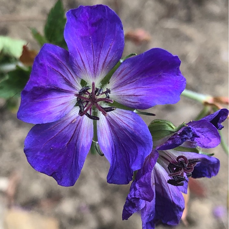 Plant image Geranium himalayense 'Gravetye'