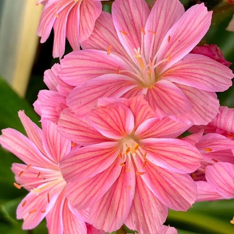 Plant image Lewisia cotyledon 'Elise Mixed' (Mix)