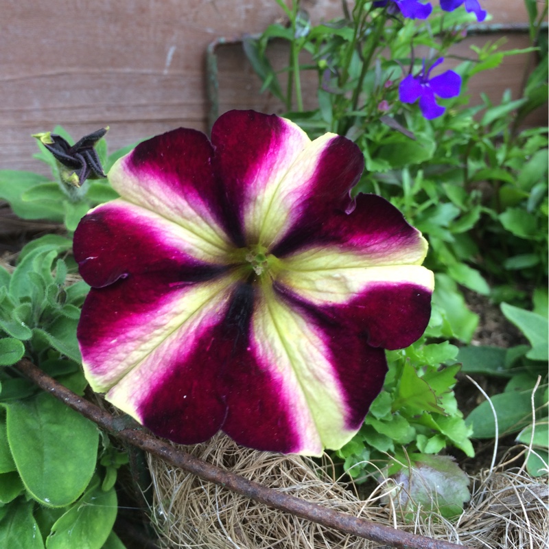 Plant image Petunia 'Frenzy Mix'