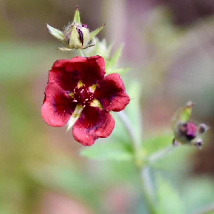 Plant image Potentilla thurberi amorubens 'Monarch's Velvet'