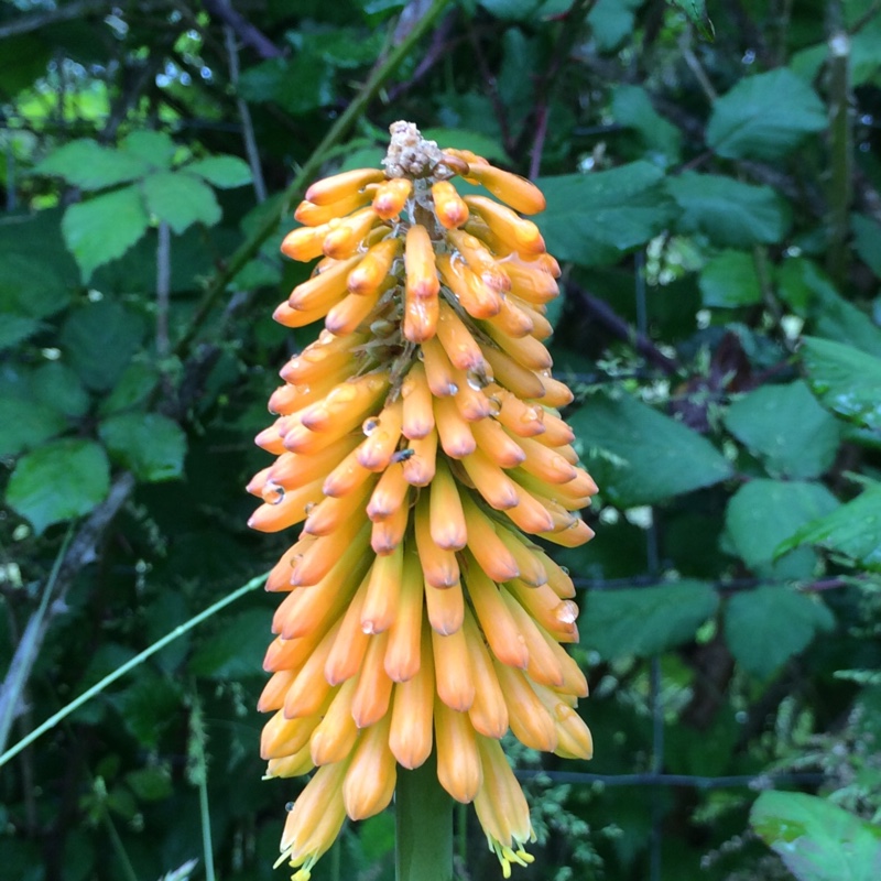 Plant image Kniphofia 'Tawny King'