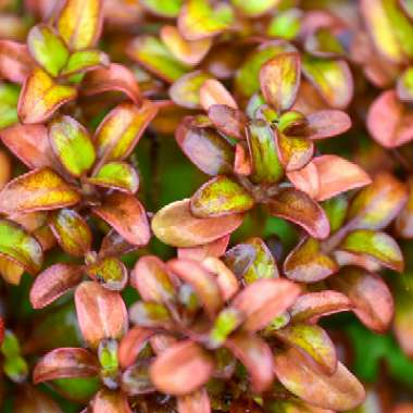 Coprosma repens 'Pina Colada'