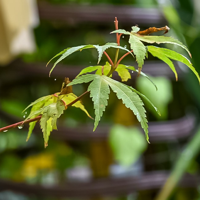 Plant image Acer palmatum 'Katsura'