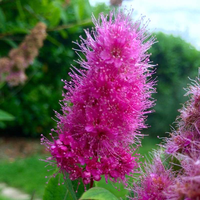 Spiraea douglasii