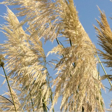 Cortaderia selloana