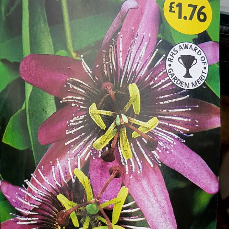 Plant image Passiflora x violacea