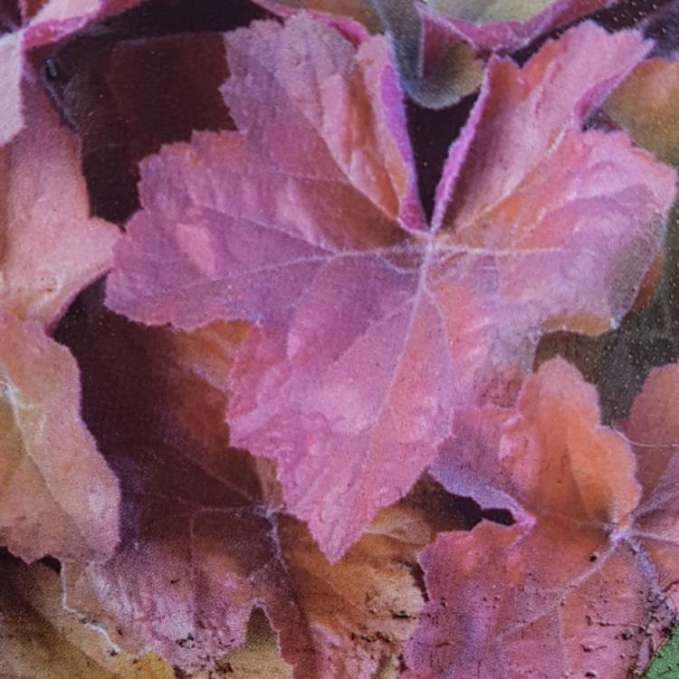 Plant image Heuchera 'Southern Comfort'