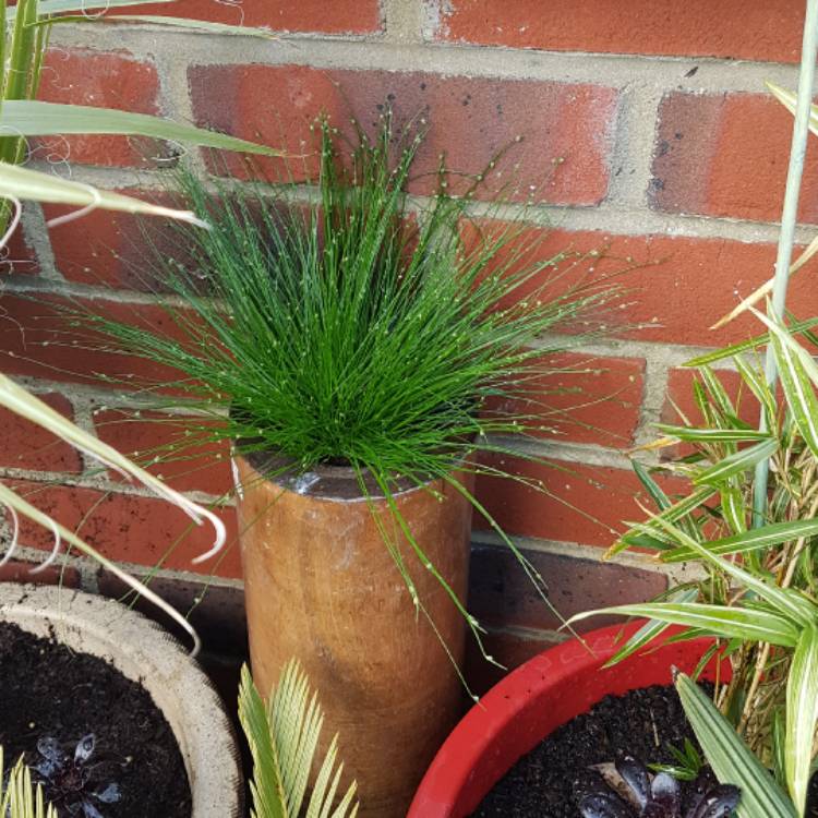 Plant image Scirpus Cernuus syn. solepis cernua