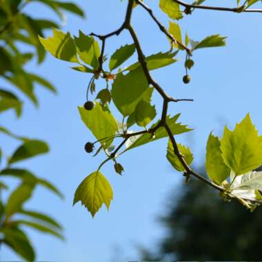 Platanus x acerifolia syn. Platanus x hispanica ; Platanus x hybrida