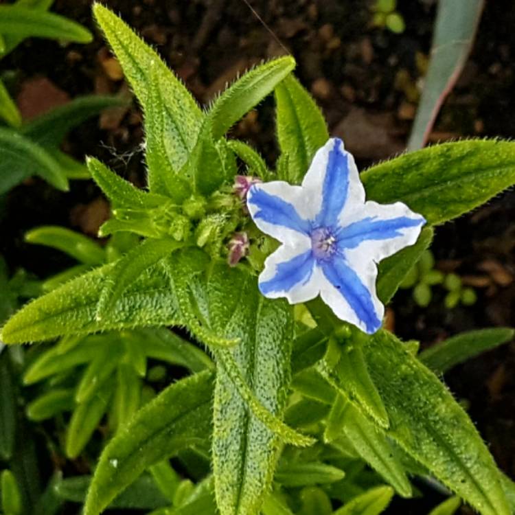 Plant image Lithodora diffusa 'Blue Star'