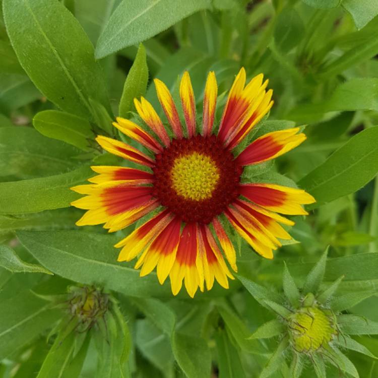 Plant image Gaillardia x grandiflora 'Kobold' syn. Gaillardia 'Kobold', Gaillardia x grandiflora 'Goblin', Gaillardia 'Goblin'