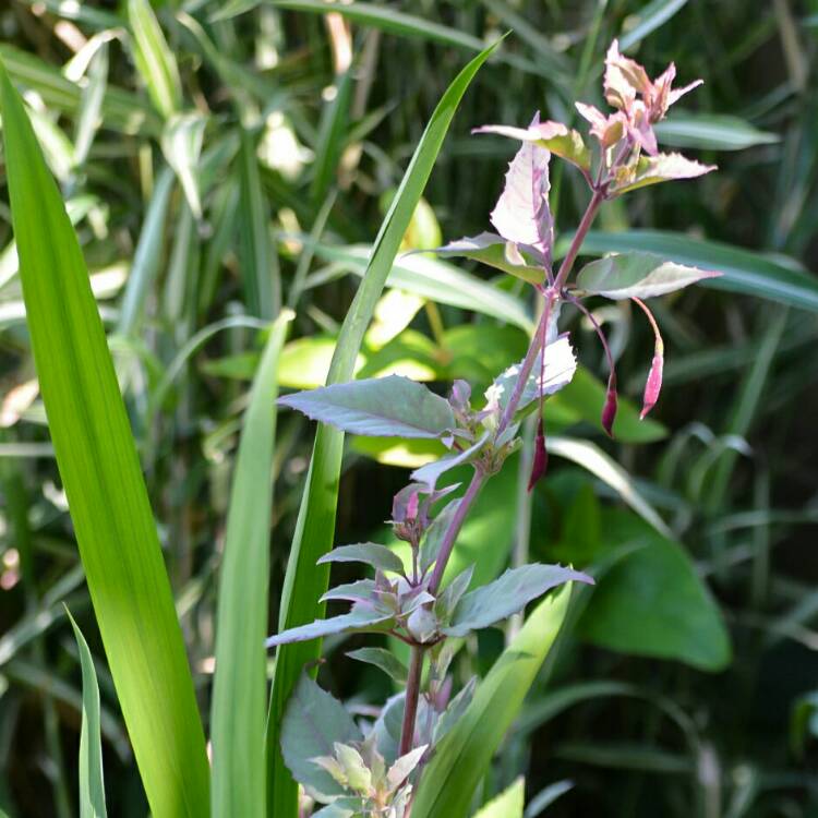 Plant image Fuchsia magellanica 'Versicolor'