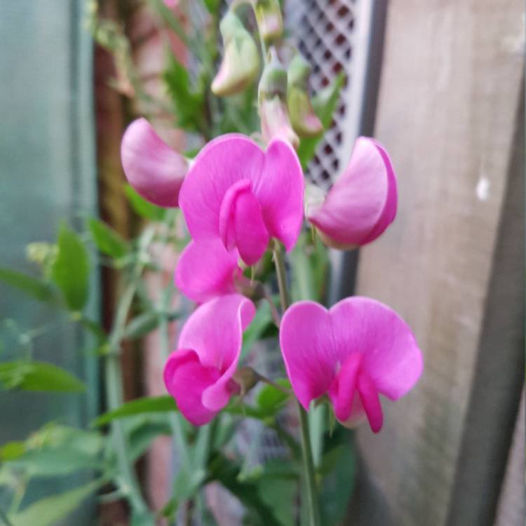 Plant image Lathyrus Odoratus 'Solstice Orchid'