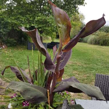 Canna 'Wyoming'