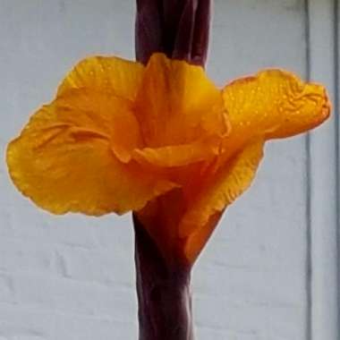 Canna 'Wyoming'