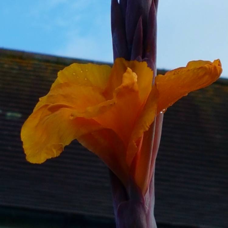 Plant image Canna 'Wyoming'