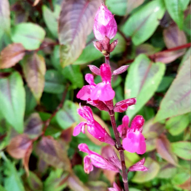 Plant image Salvia involucrata 'Mulberry Jam'