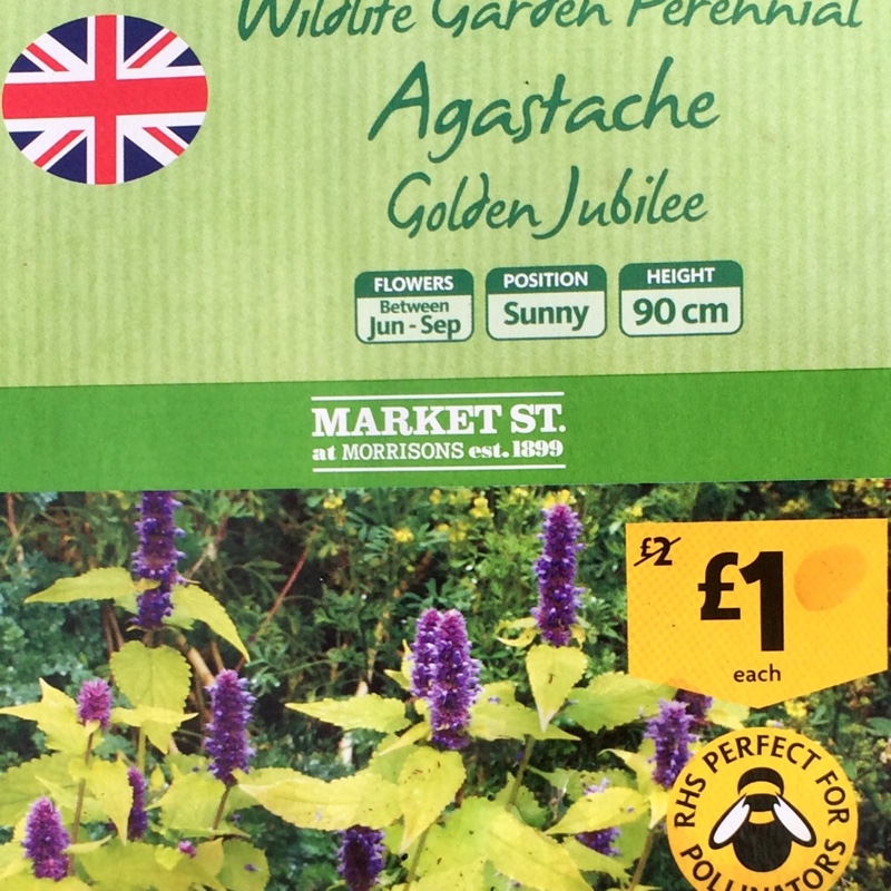 Plant image Agastache rugosa 'Golden Jubilee'