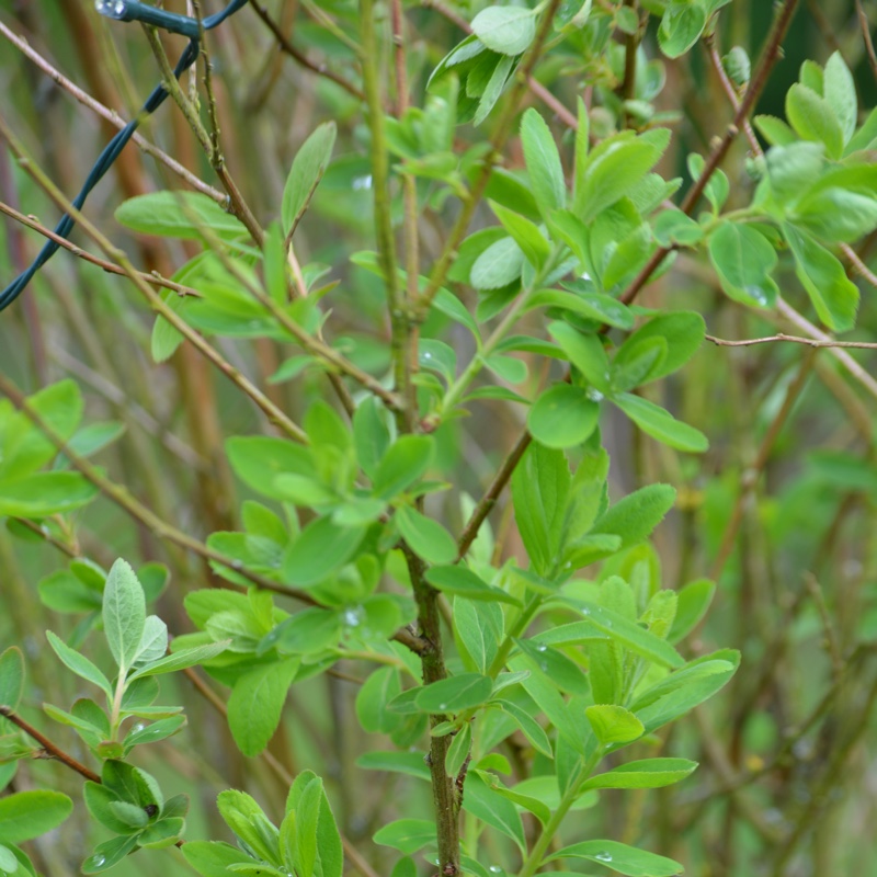 Spiraea douglasii