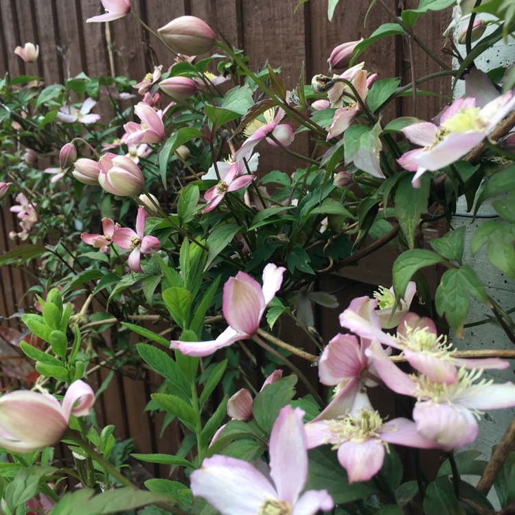 Plant image Clematis montana