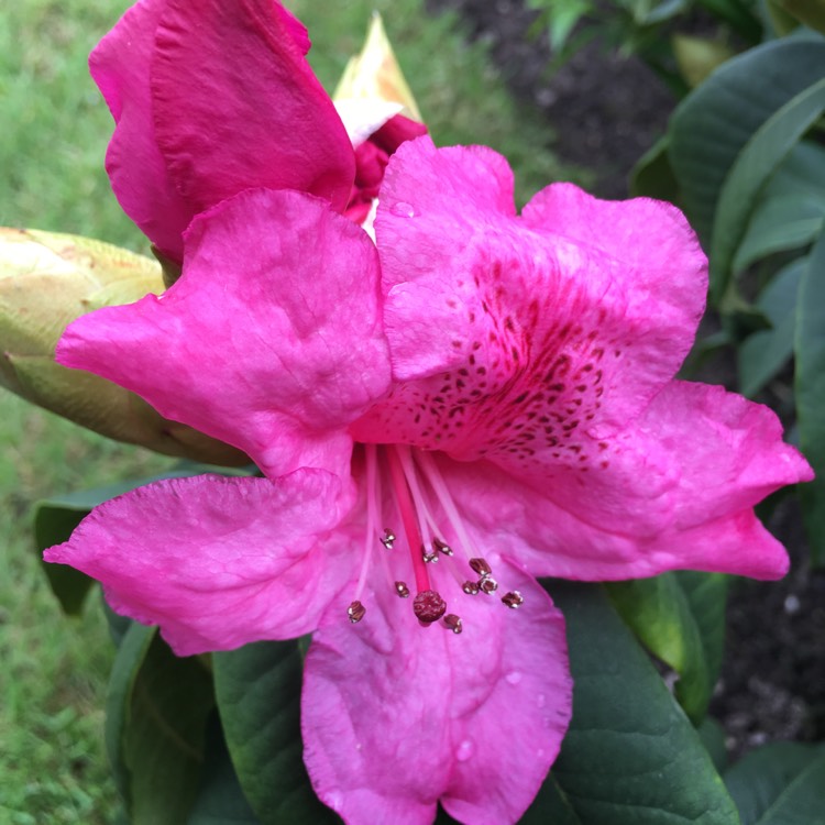 Plant image Rhododendron 'Van'