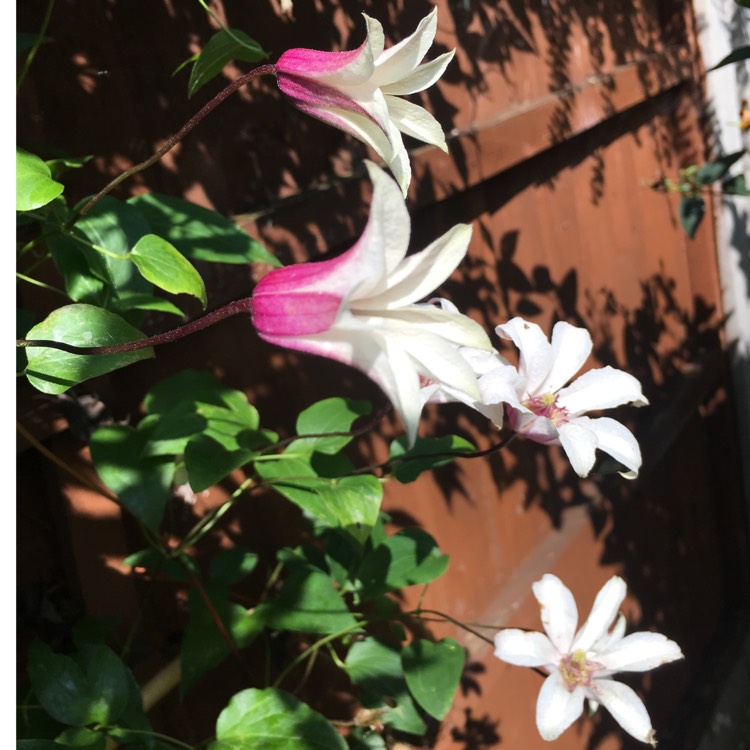 Plant image Clematis 'Princess Kate' syn. Clematis 'Zoprika'