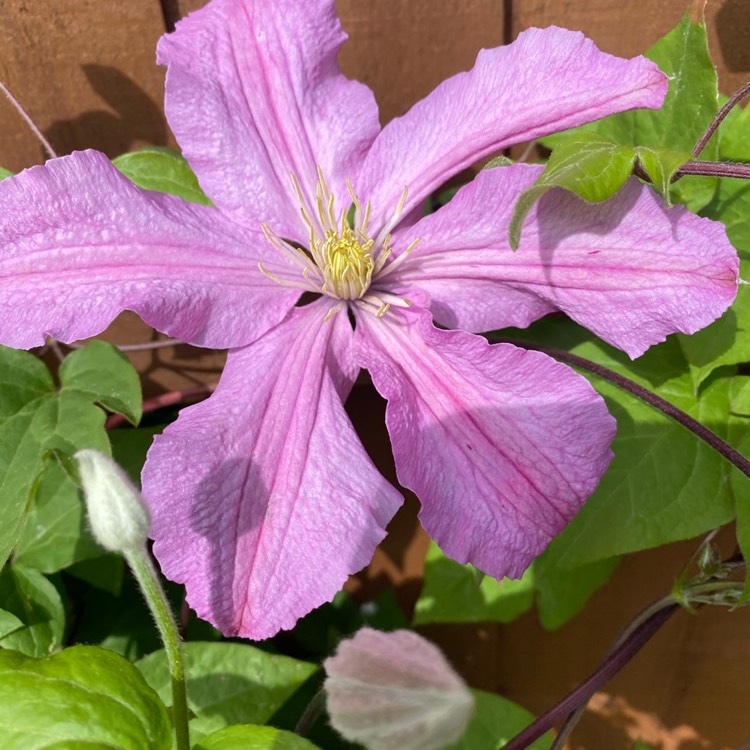 Plant image Clematis 'Comtesse De Bouchaud'