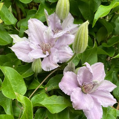 Clematis 'Filigree'